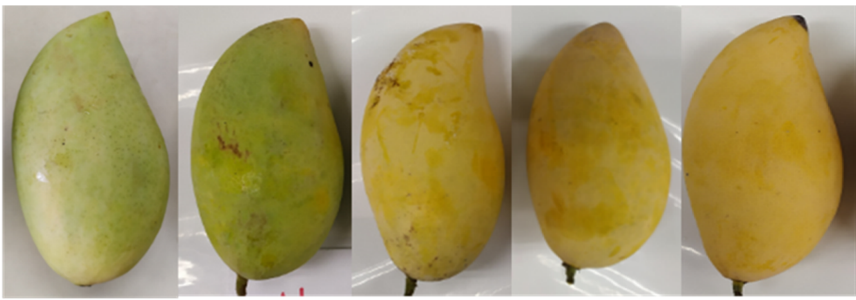 ECRC-mango
